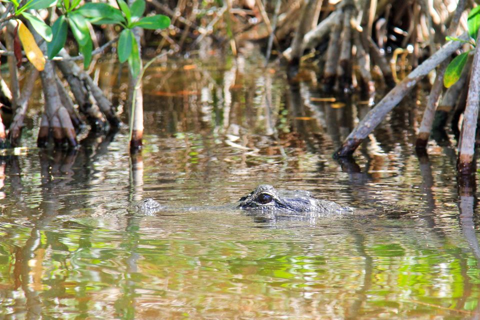 Everglades: Mangrove Maze Airboat Tour and Boardwalk - Boardwalk Self-Guided Exploration