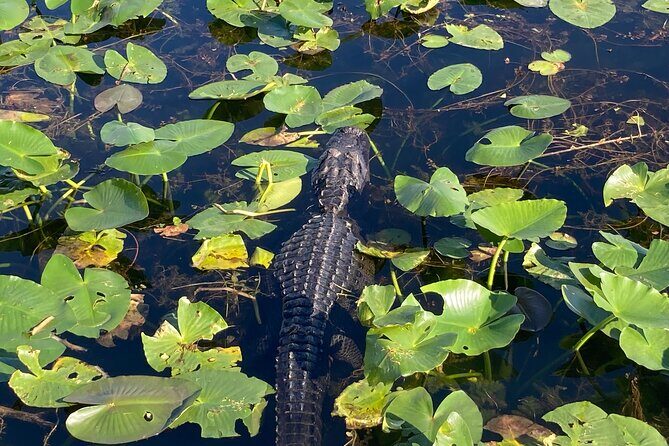 Everglades National Park: 3 Hikes + 90 minute Boat Tour + Lunch - Who Should Consider This Tour?
