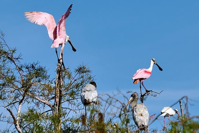 Everglades National Park Biologist Led Adventure: Cruise, Hike + Airboat - Traveler Reviews and Testimonials