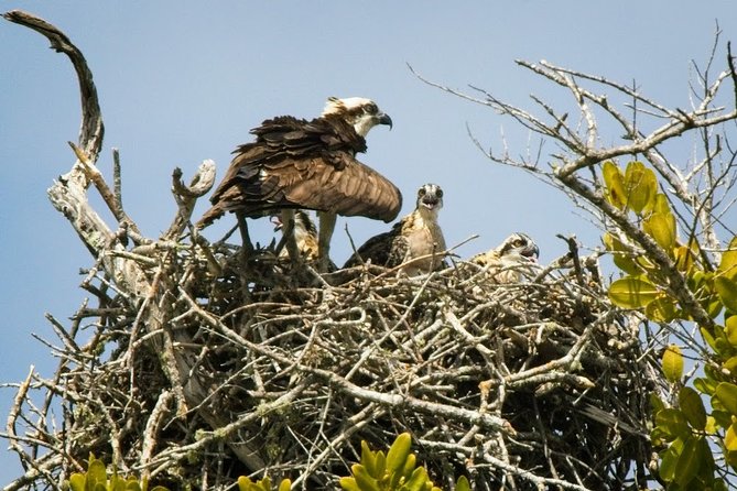 Everglades National Park Biologist Led Adventure: Cruise, Hike + Airboat - Pricing and Reservation Details