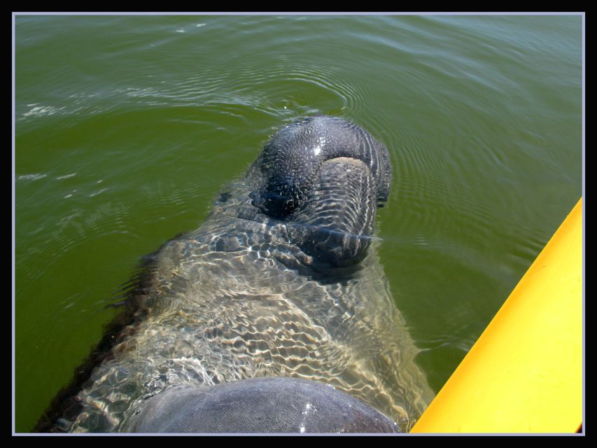 Everglades National Park: Boat Assisted Kayak Eco Tour - Frequently Asked Questions