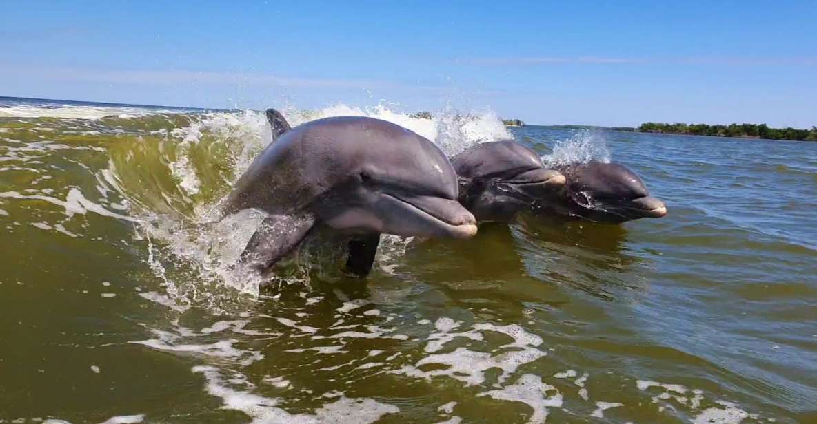 Everglades National Park: Motorboat Eco Tour - Highlights of the Tour