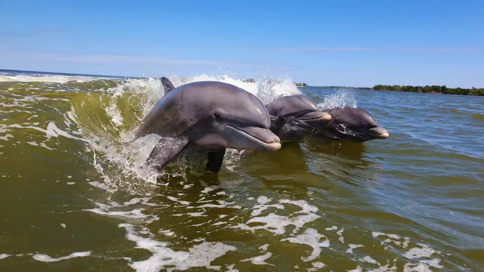 Everglades National Park: Motorboat Eco Tour - Tour Inclusions