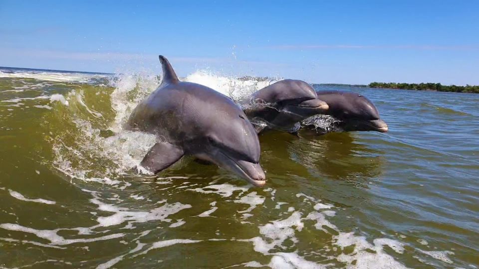 Everglades National Park: Motorboat Eco Tour - National Park Passes
