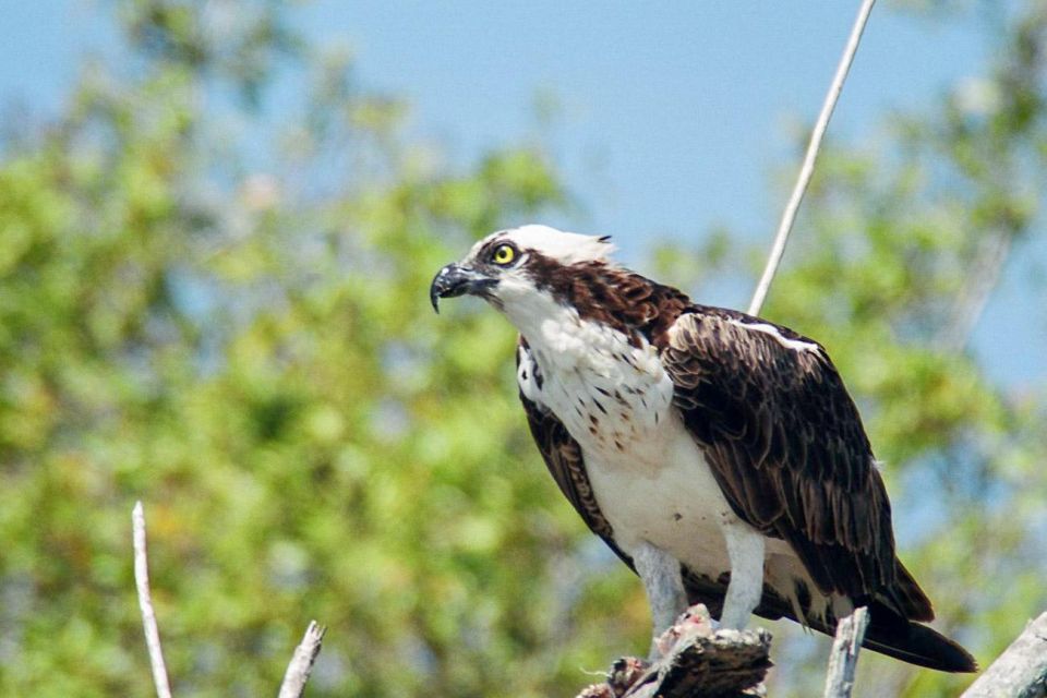 Everglades National Park: Pontoon Boat Tour & Boardwalk - Important Information for Guests