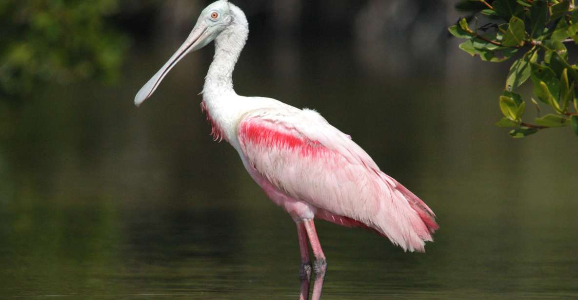 Everglades National Park: Private 2.5-Hour Photo Safari - Key Points