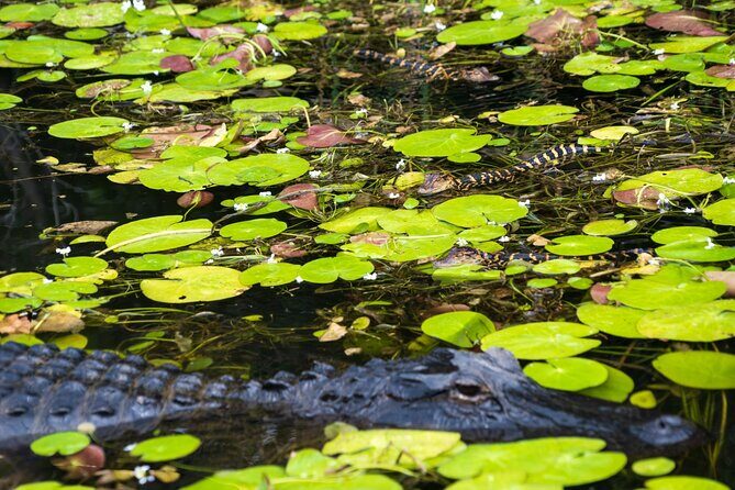 Everglades Park from Miami with Roundtrip Transportation - FAQ