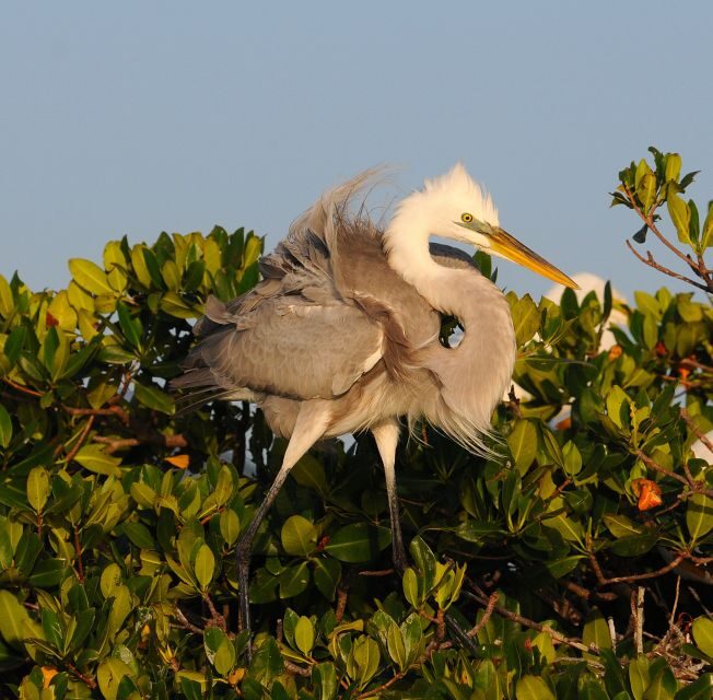 Everglades Private 2.5 Hour Photo and Birding Safari - A Closer Look at the Experience