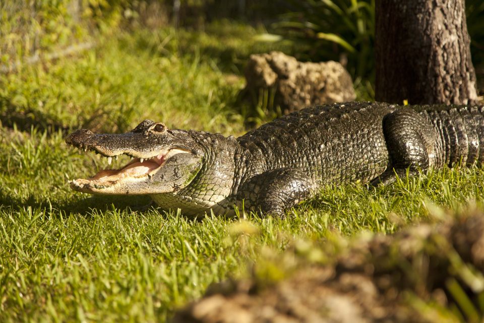 Everglades: Sawgrass Park Day Time Airboat Tour & Exhibits - Wildlife Encounters