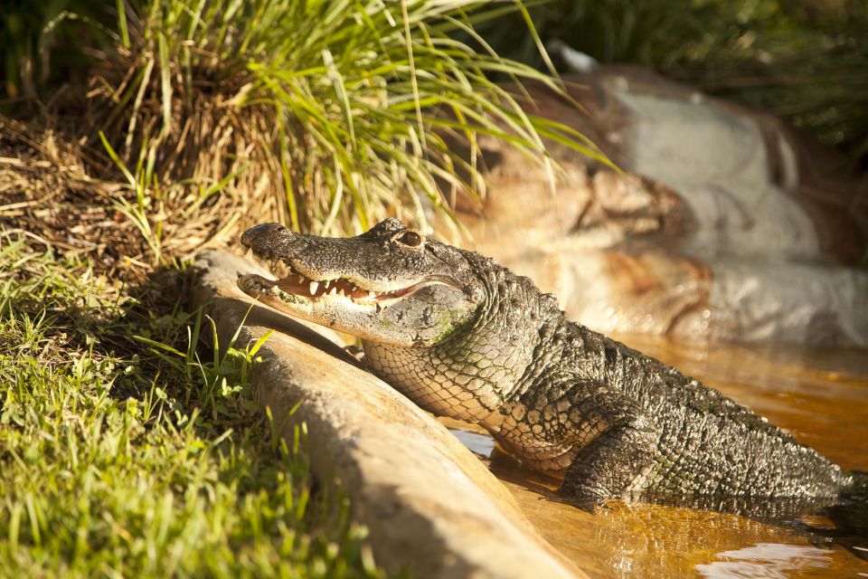 Everglades: Sawgrass Park Day Time Airboat Tour & Exhibits - Exhibit Offerings