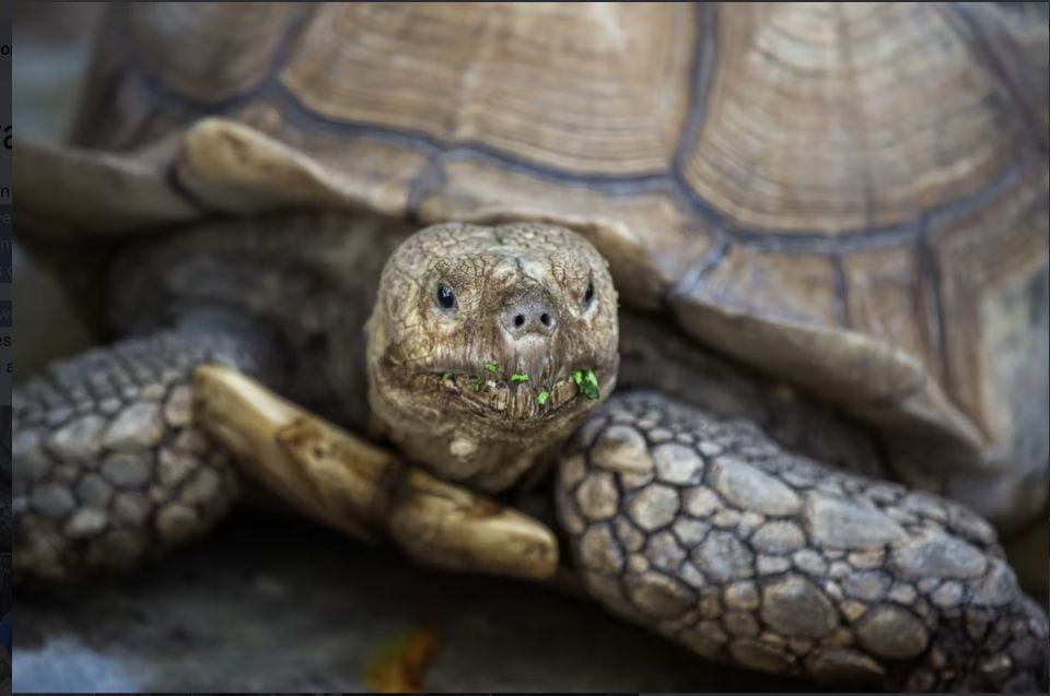 Everglades: Sawgrass Park Reptile Exhibit Private Tour - Key Points