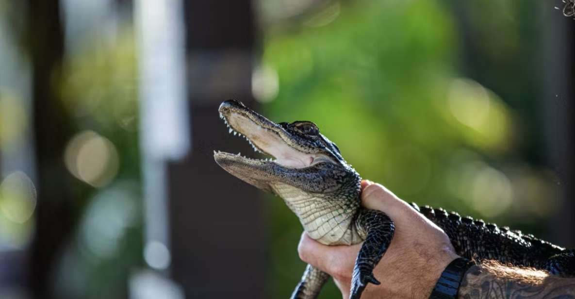 Everglades: Sawgrass Park Reptile Exhibit Private Tour - Logistics and Meeting Point