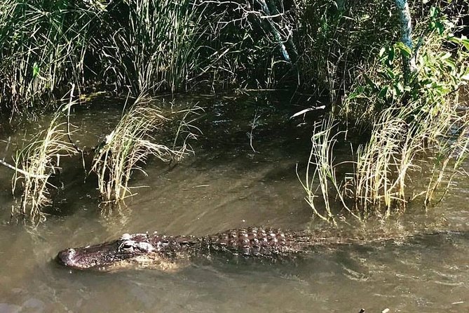Everglades Tour From Miami With Transportation - Customer Reviews and Ratings