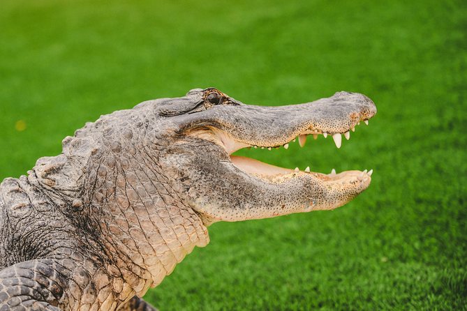 Everglades VIP Airboat Tour With Transportation Included - Included Amenities