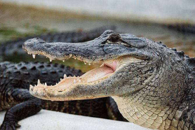 Everglades VIP Airboat Tour With Transportation Included - Frequently Asked Questions
