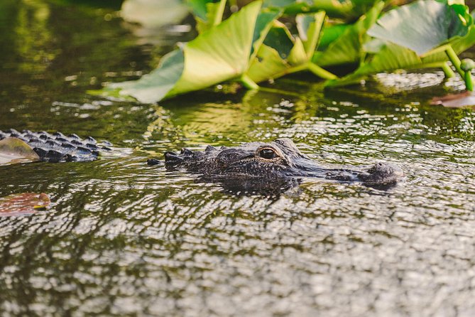 Everglades VIP Airboat Tour With Transportation Included - Recap