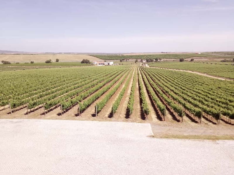 Évora town and the Olive Oil, Wine, and Cork Triangle - Key Points