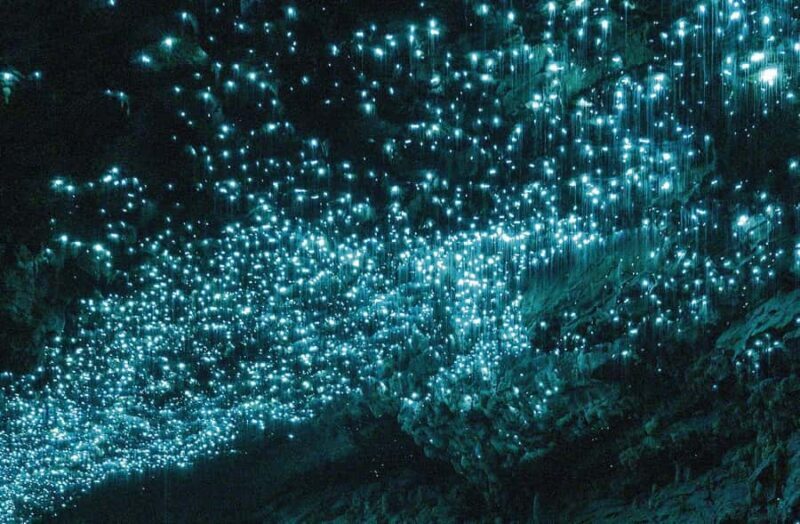 Ex Auckland Spellbound Glowworm & Cave Explorer Private Tour - Authenticity & Reviews: What Travelers Say