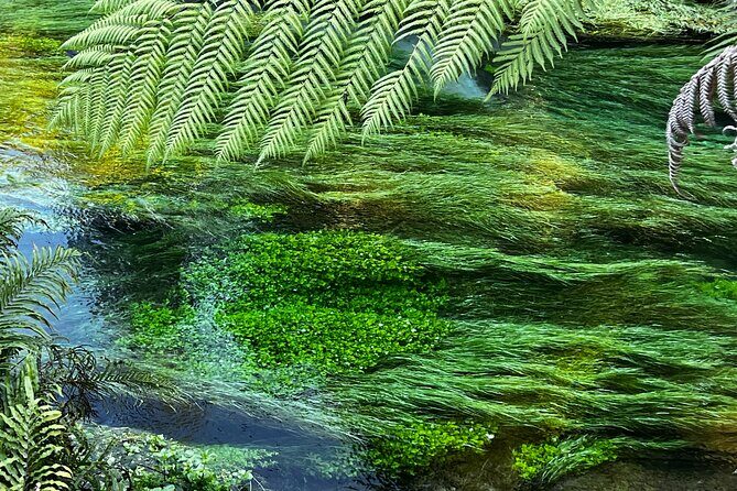 Ex Hamilton: TRIPLE DEAL Wai O Tapu, Redwood Forest & Blue Spring - The Value of This Tour