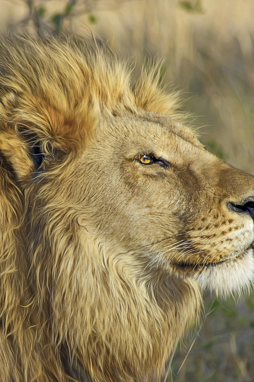 Exclusive Adventure: Witness Lion Feeding Up Close - Good To Know