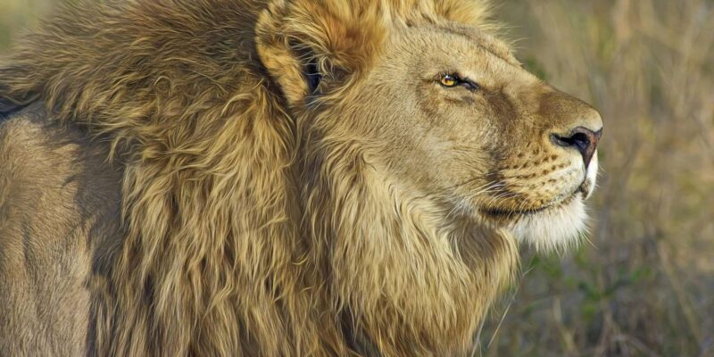 Exclusive Adventure: Witness Lion Feeding Up Close - Frequently Asked Questions