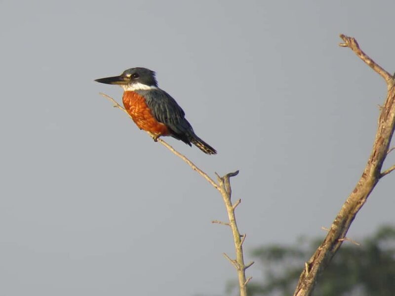 Exclusive birdwatching tour in Campeche - Key Points