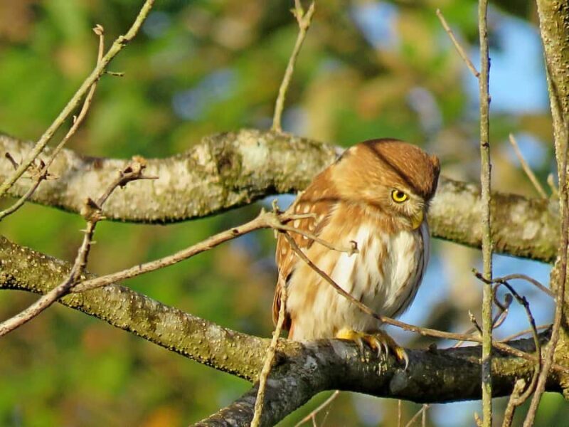 Exclusive birdwatching tour in Campeche - A Deep Dive into the Experience
