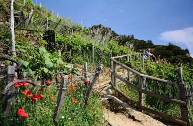 Exclusive Cinque Terre Day Trip from Florence - An In-Depth Look at the Experience