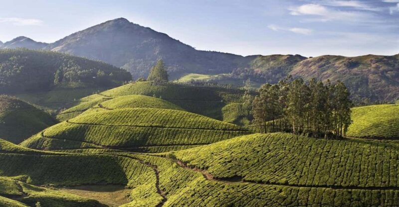 Exclusive, Cochin With Munnar Hill Station Tour (04 Days) - Good To Know