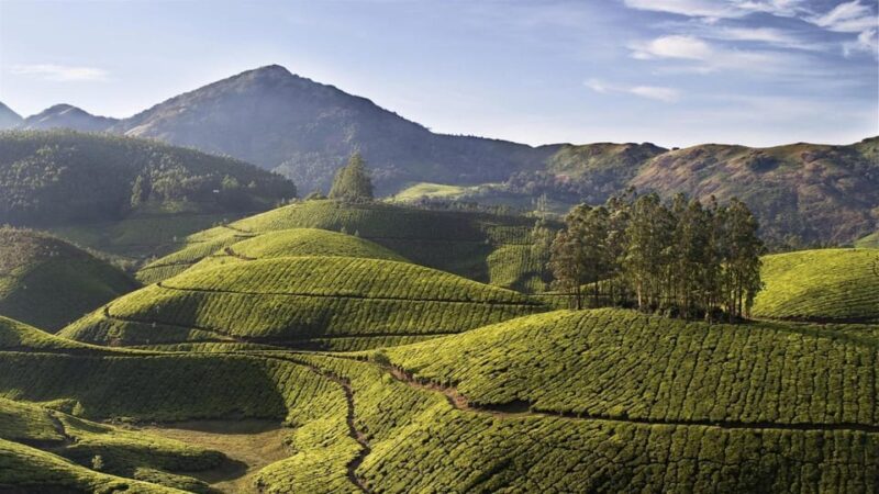 Exclusive, Cochin With Munnar Hill Station Tour (04 Days) - Important Information for Travelers