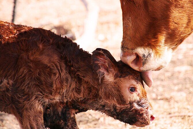 Exclusive Farm Experience - Key Points