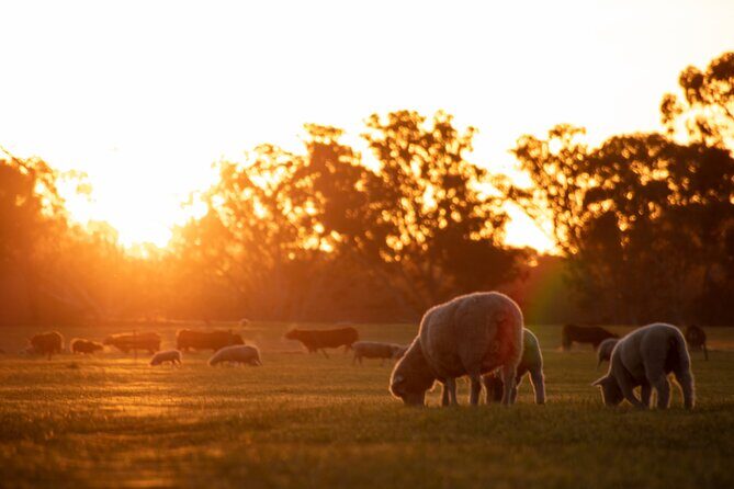 Exclusive Farm Experience - What You Can Expect from the Warrawindi Farms Tour