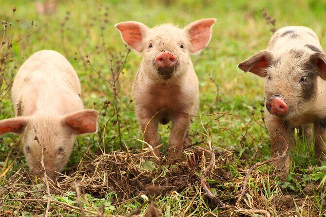 Exclusive Farm Experience - Who Should Consider This Experience?