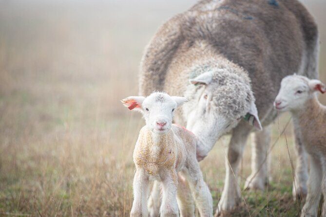 Exclusive Farm Experience - FAQs