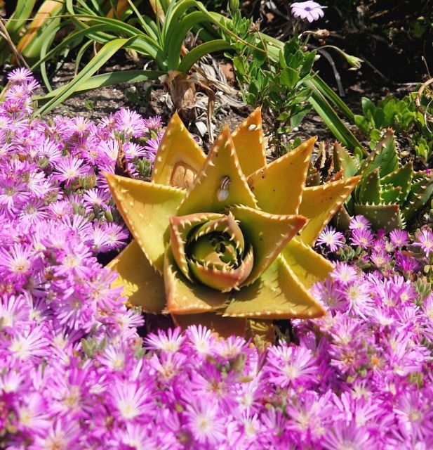 Exclusive full day guided tour - West Cornwall - Who Will Love This Tour?