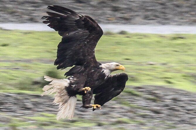 Exclusive Locations Private Bear Viewing - Practical Details You Need to Know