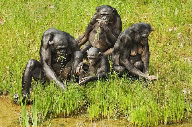 Exclusive Lola Ya Bonobo Sanctuary Tour - Tour Highlights