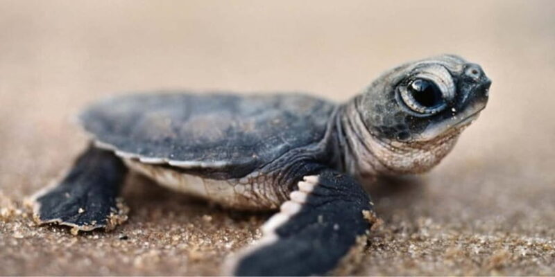 Exclusive Madu River Safari & Turtle Farm Tour from Colombo - Lunch and Additional Insights