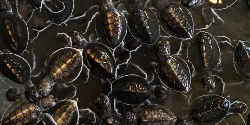 Exclusive Madu River Safari & Turtle Farm Tour from Colombo - Who Should Consider This Tour?