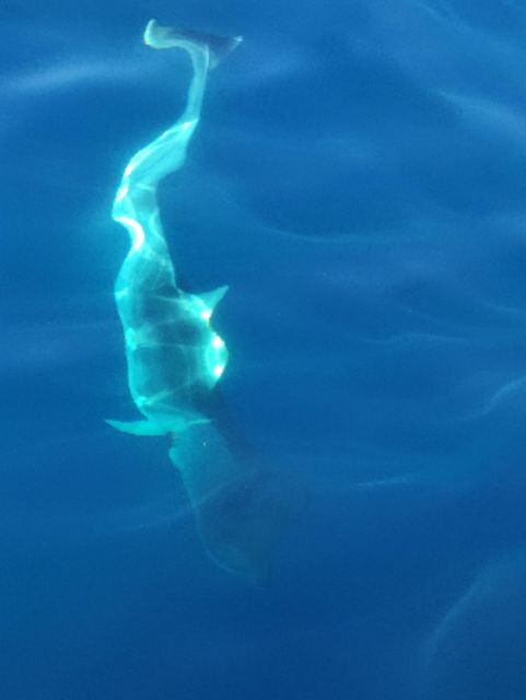 Exclusive Motor Boat Dolphins Watch - Frequently Asked Questions