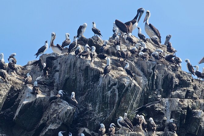 Exclusive Paracas, Vineyard and Huacachina Sunset Tour, Epic Day! - Transportation Comfort