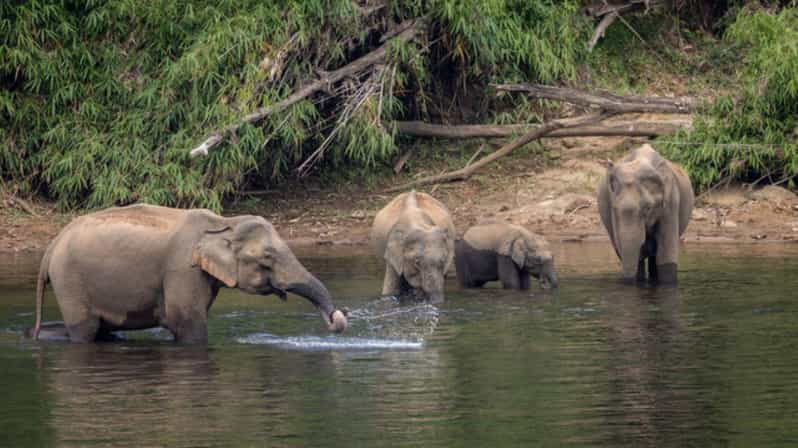Exclusive Periyar Wildlife Sanctuary Tour(02 Nights/03 Days) - Wildlife Sanctuary and Activities