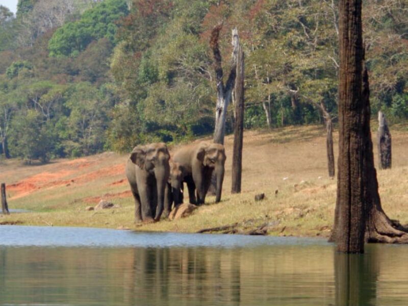Exclusive Periyar Wildlife Sanctuary Tour(02 Nights/03 Days) - Itinerary Details