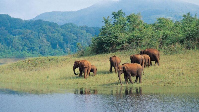 Exclusive Periyar Wildlife Sanctuary Tour(02 Nights/03 Days) - Accommodation and Transport