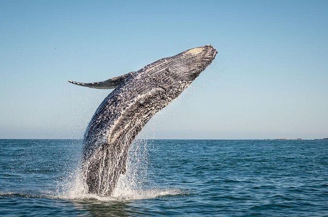 Exclusive Private Sailing Luxury Tour in Los Cabos - FAQ