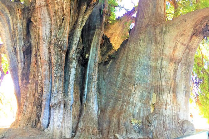 Exclusive Private Tour: Hierve el Agua with Hike, Mezcal & Gastronomy - The Sum Up