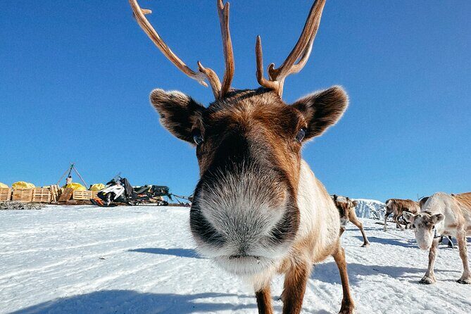 Exclusive Reindeers Experience in small groups, Tromso - Key Points