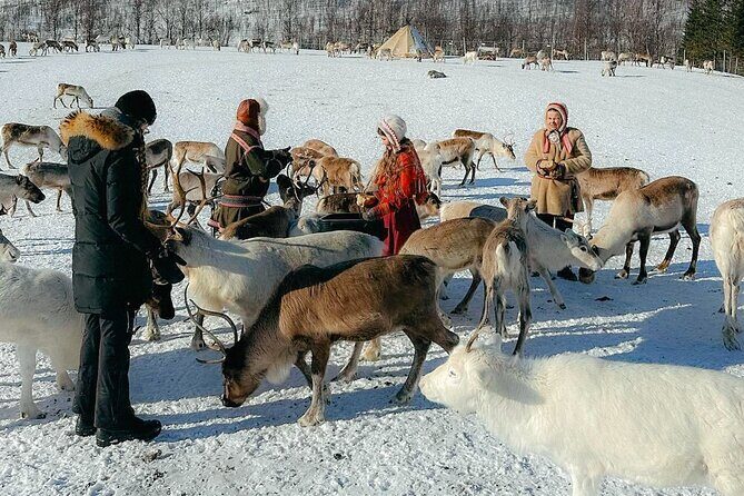 Exclusive Reindeers Experience in small groups, Tromso - An In-Depth Look at the Reindeer Experience