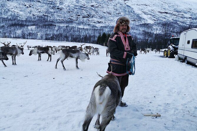 Exclusive Reindeers Experience in small groups, Tromso - The Sum Up