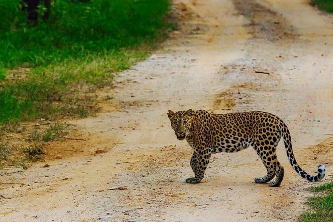Exclusive Safari at Jhalana Leopard Park Including Transfers - Safari Duration and Schedule
